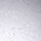 Glue Chip Window Glass