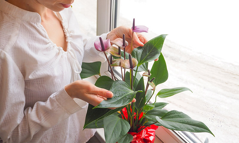 A woman putting flowers in front of a large bay window.